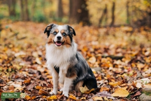 AKC Certified Miniature Australian/American Shepherd Listing Image