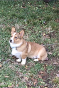 Sable Corgi Stud  Listing Image