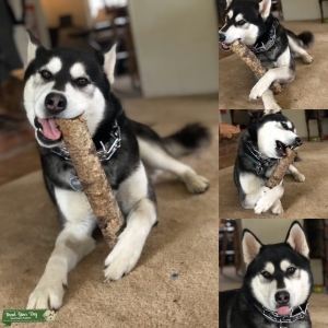 Handsome and very sweet Pure Siberian Husky  Listing Image