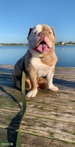 AKC Registered Lilac Merle English Bulldog-Large  Listing Image