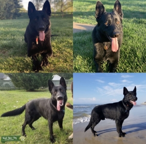 Stud All Black GSD Listing Image