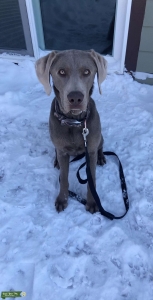 Silver Lab Stud! Listing Image