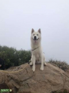 Siberian Husky stud service!  Listing Image