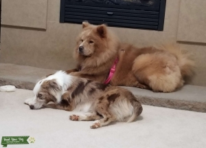 Red Merle Australian Shepard looking for non-Merle Stud Listing Image