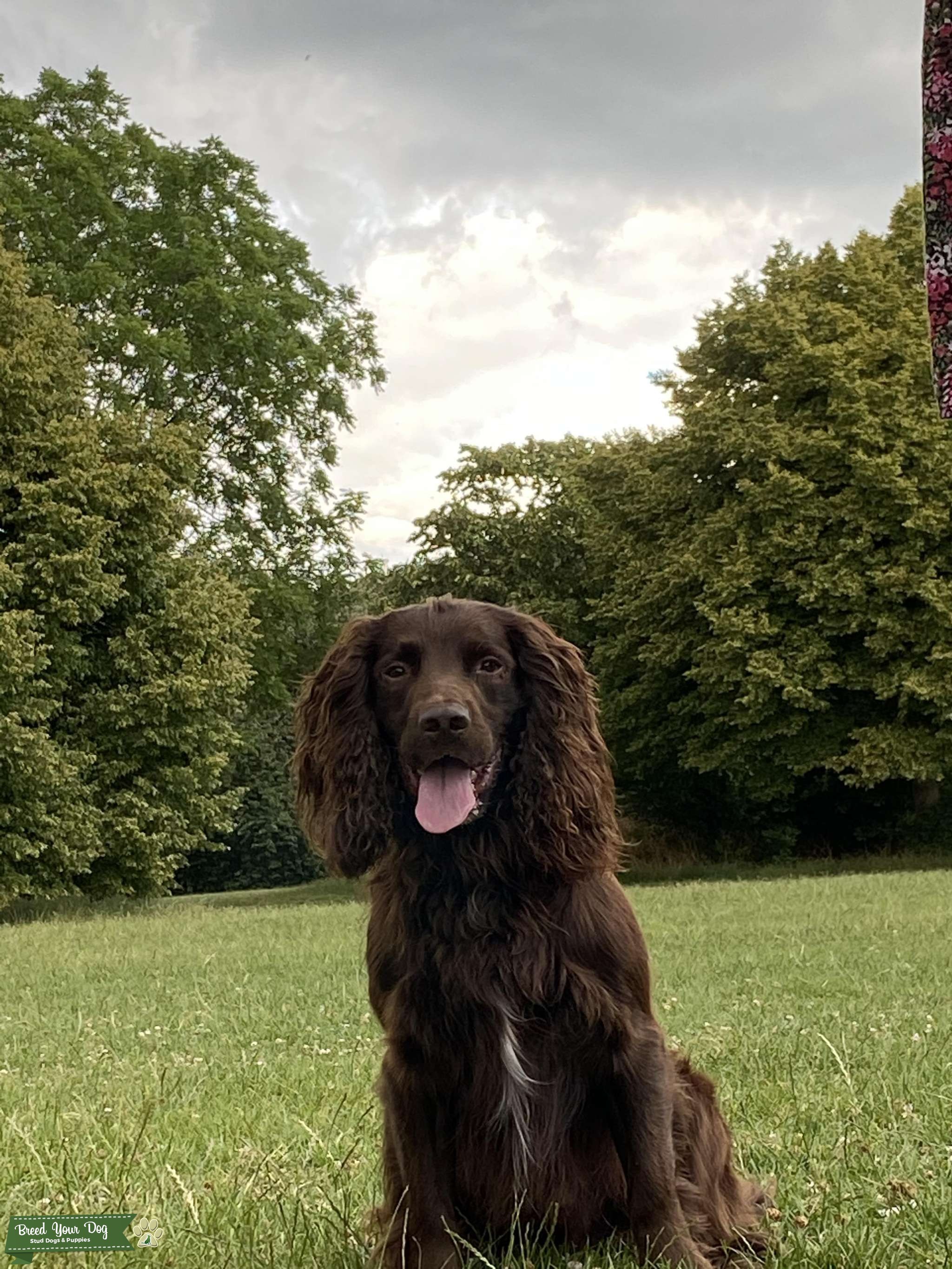 CHOCOLATE BROWN FIELD SPANIEL X SPRINGER SPANIEL FOR STUD Stud Dog