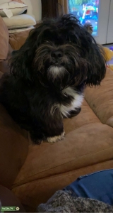 Yorkshire terrier and Shi Tsu mix Listing Image