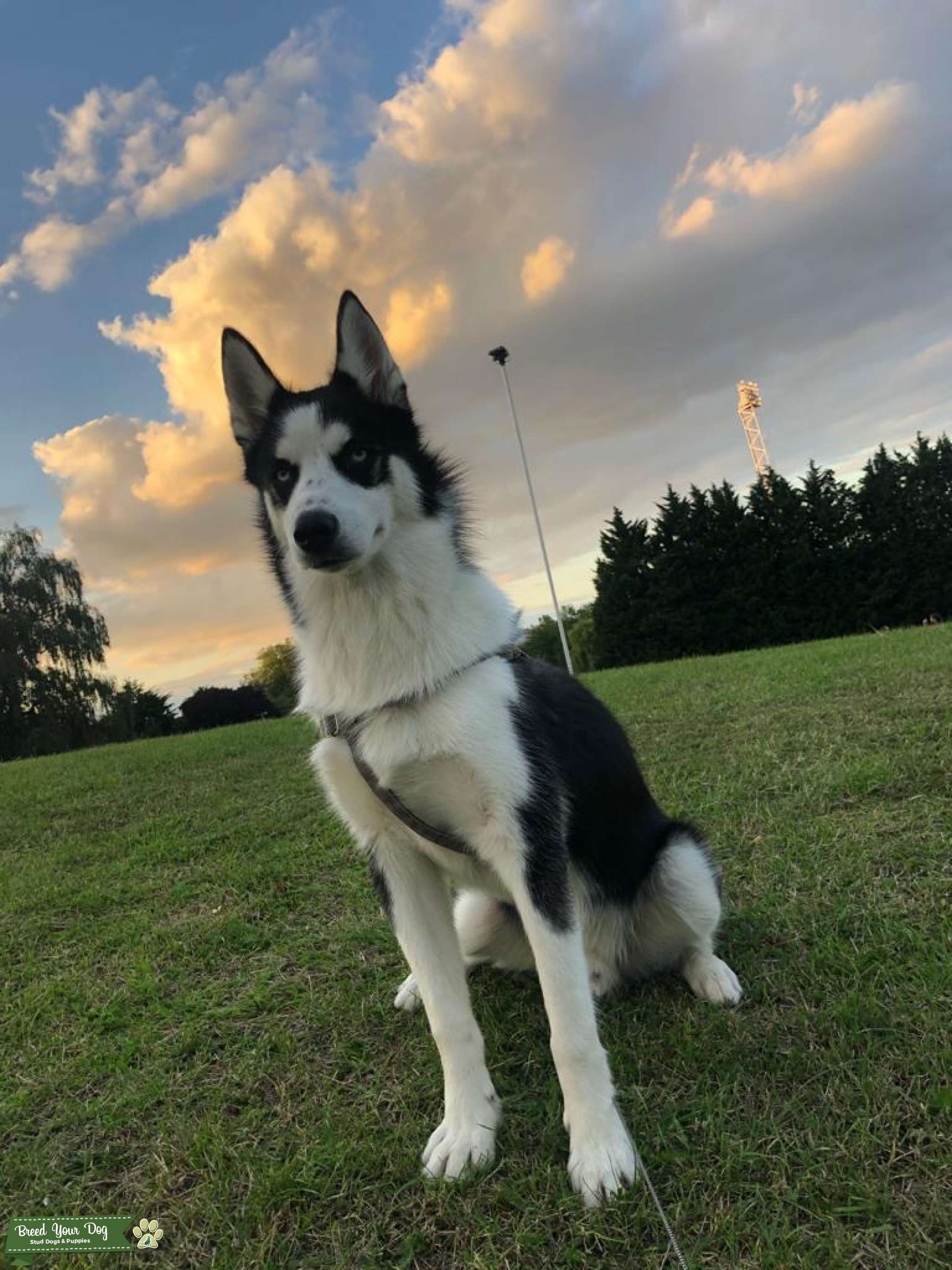 Stud Dog - Beautiful blue eyed Siberian Husky for Stud - Breed Your Dog