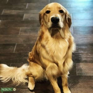 Golden Retriever  Listing Image