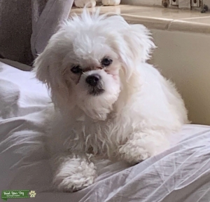 Teddy Bear white (Bichon Frise /Shih Tzu) Listing Image