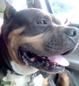 American Bully Stud Listing Image