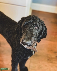 Standard Poodle Stud Listing Image
