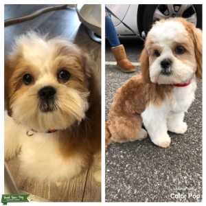 stud shih tzu near me