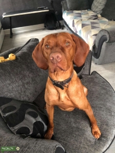 Handsome Hungarian Vizsla Listing Image