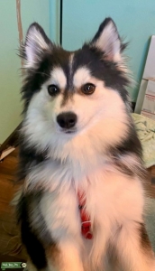 Beautiful Happy Pomsky Male Listing Image