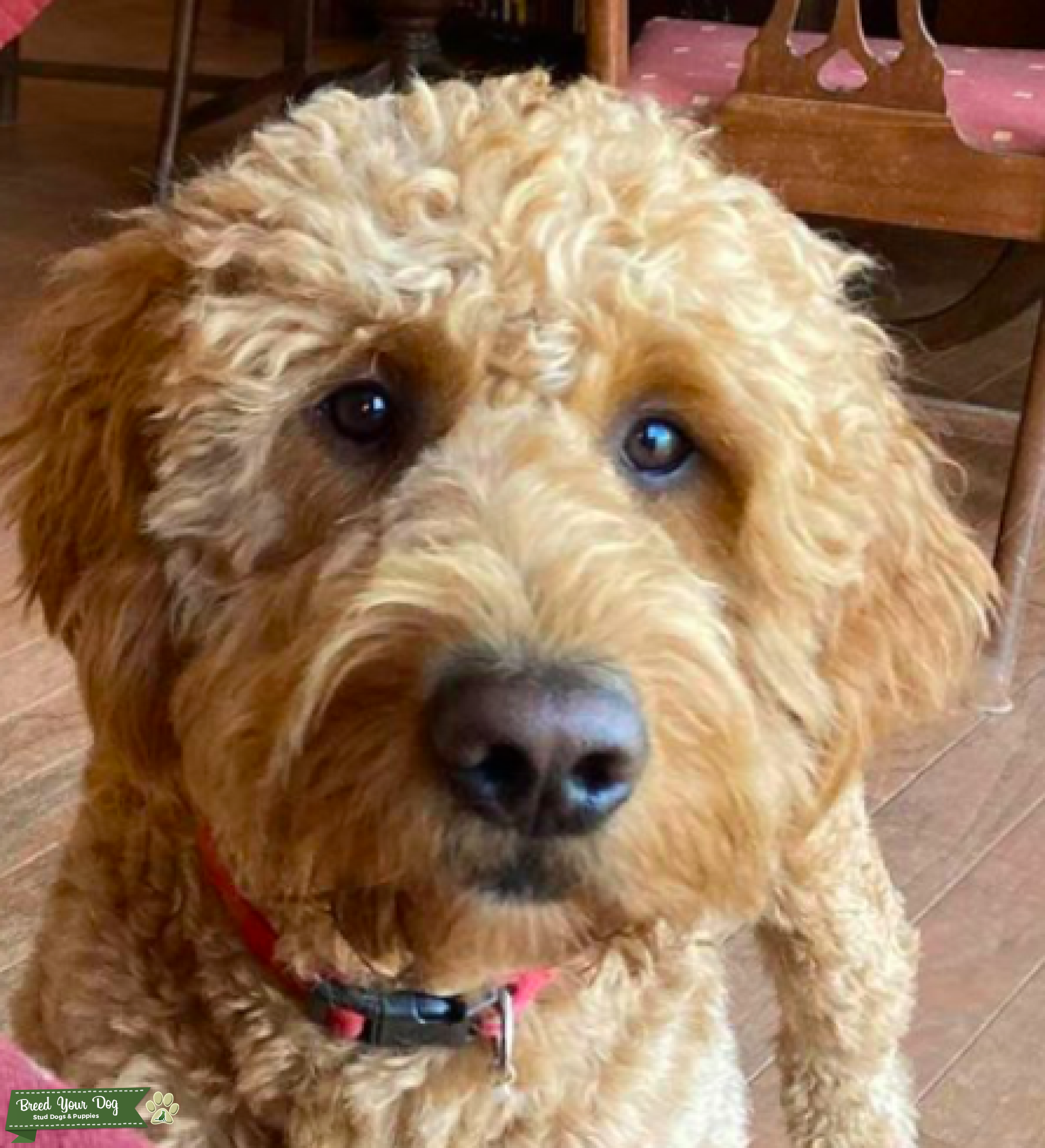 F1 Golden Doodle Stud Dog North Breed Your Dog