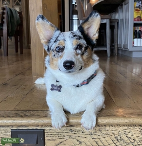 1/4 Australian Shepard 3/4 Pembroke corgi looking for stud Listing Image