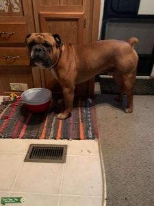 Olde English Bulldogge Listing Image
