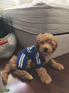 F1B mini golden doodle Listing Image