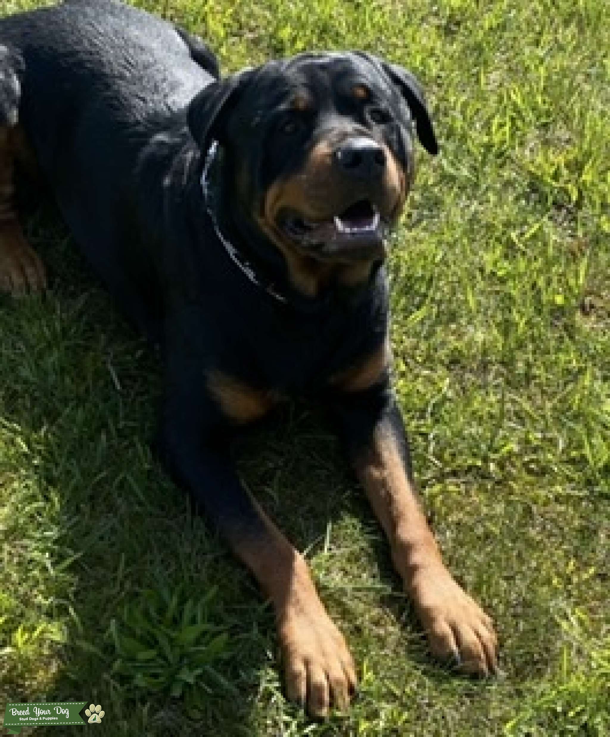 Rottweiler stud Stud Dog in Michigan , the United States Breed Your Dog