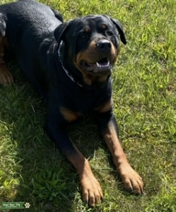 Rottweiler stud  Listing Image
