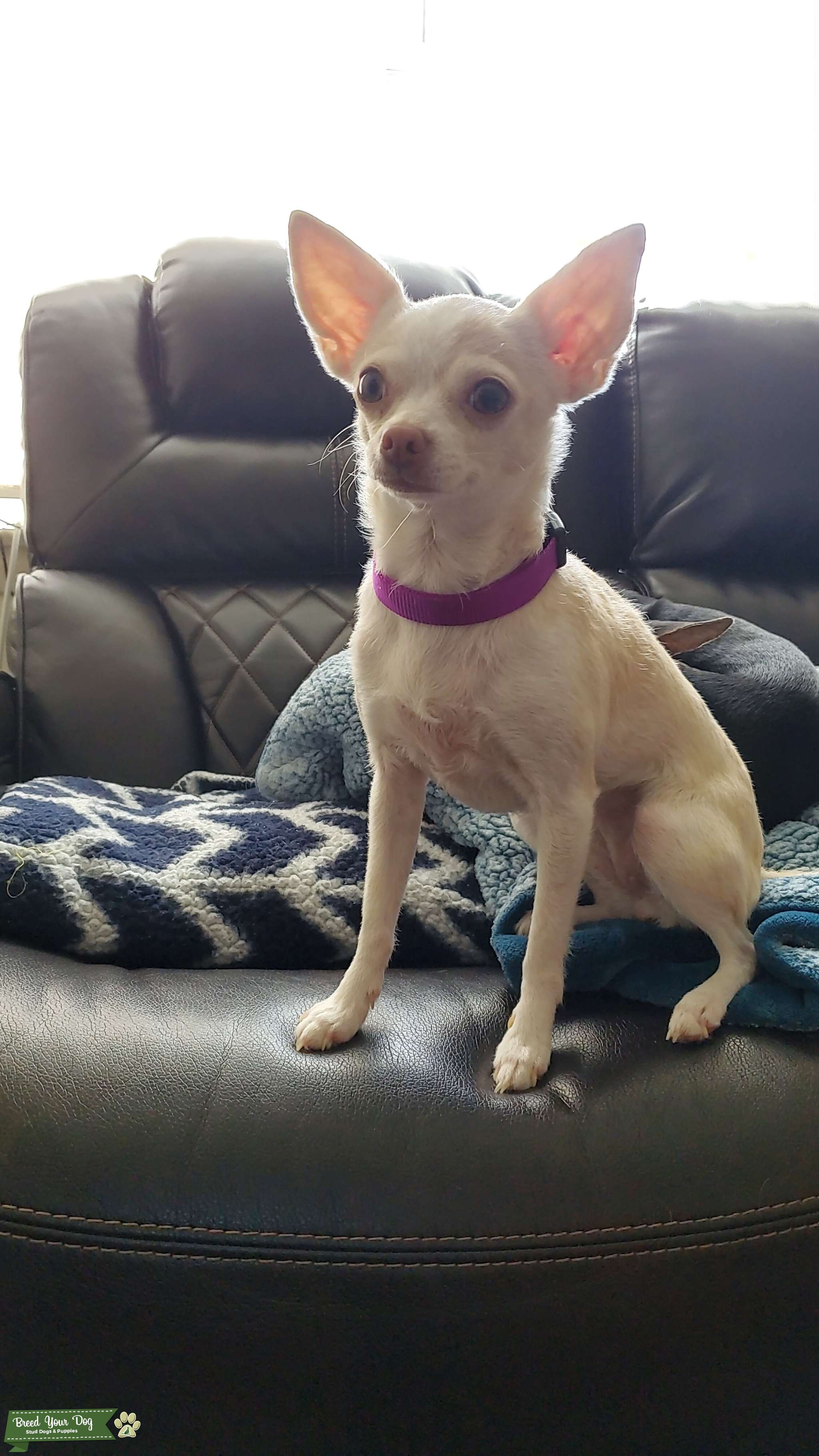 Female chihuahua Stud Dog in Maryland, Morocco Breed Your Dog