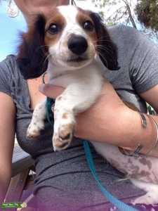 Stud Mini Dashchund Listing Image