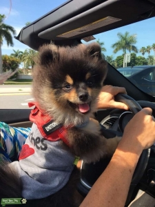 Black & Tan Teddy Bear Pom Listing Image