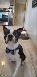 Brindle Boston Terrier Listing Image