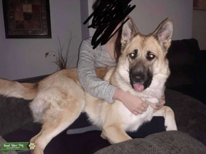 Looking for stud GSD, Akita, Or mix of them. Listing Image