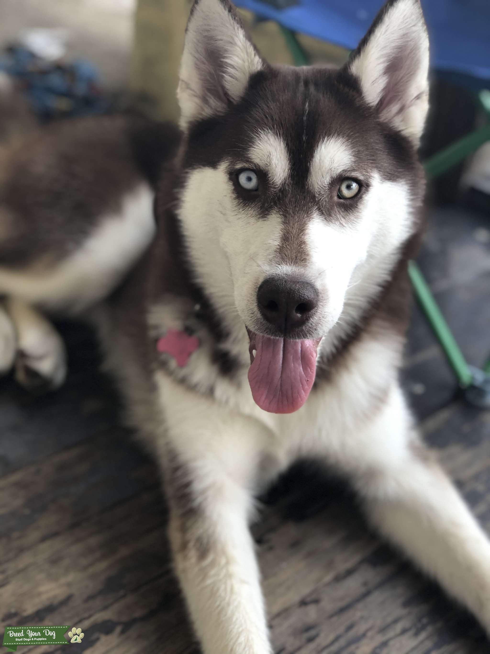 Red And White Siberian Husky