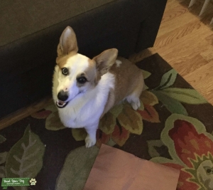 Looking to breed our Lulu  Listing Image