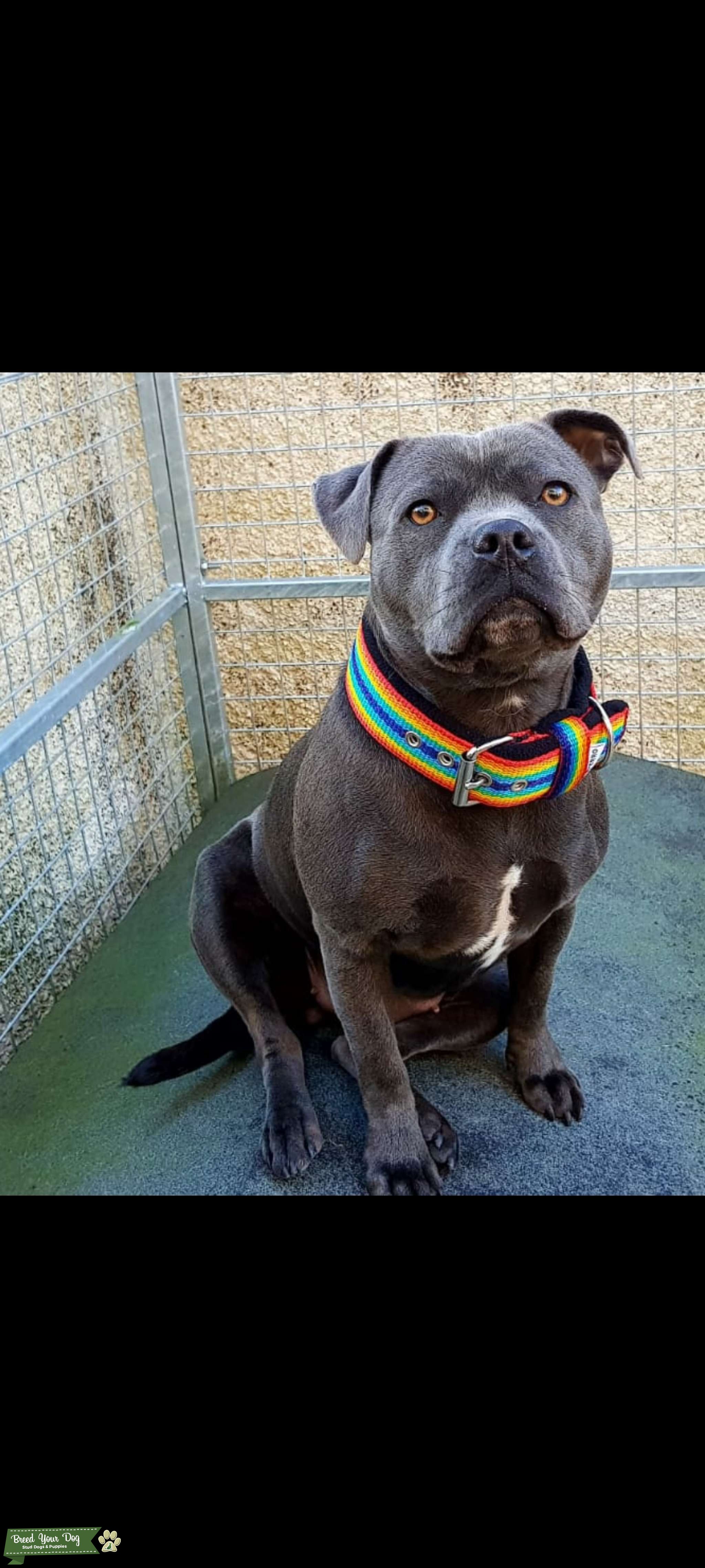 wanted staffordshire bull terrier