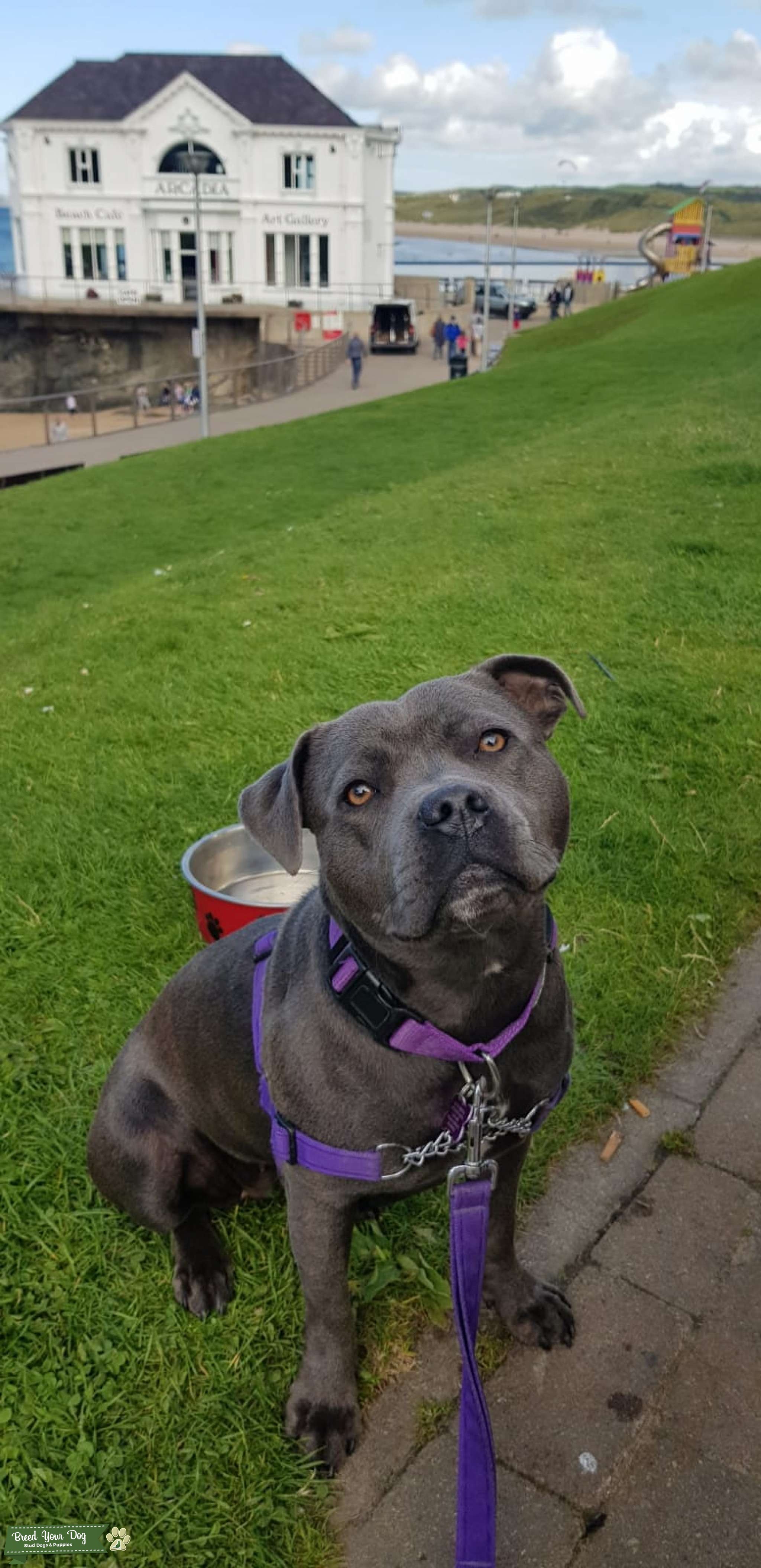 Stud Wanted Blue Staffordshire Bull Terrier