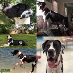 Maximus Finnegan Fenrir Listing Image