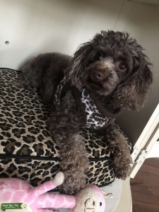 Full Bred Chocolate Toy Poodle Listing Image