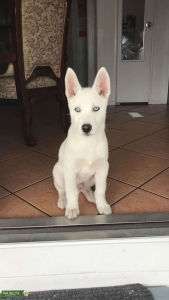 Looking for female to breed  Listing Image