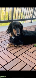 Stud long haired miniature dachshund  Listing Image