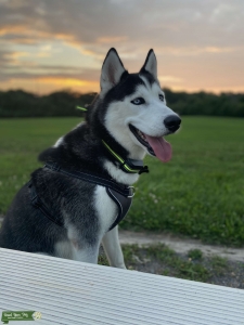Looking for a girlfriend  Listing Image