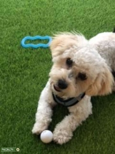 Looking to breed adorable Maltipoo  Listing Image