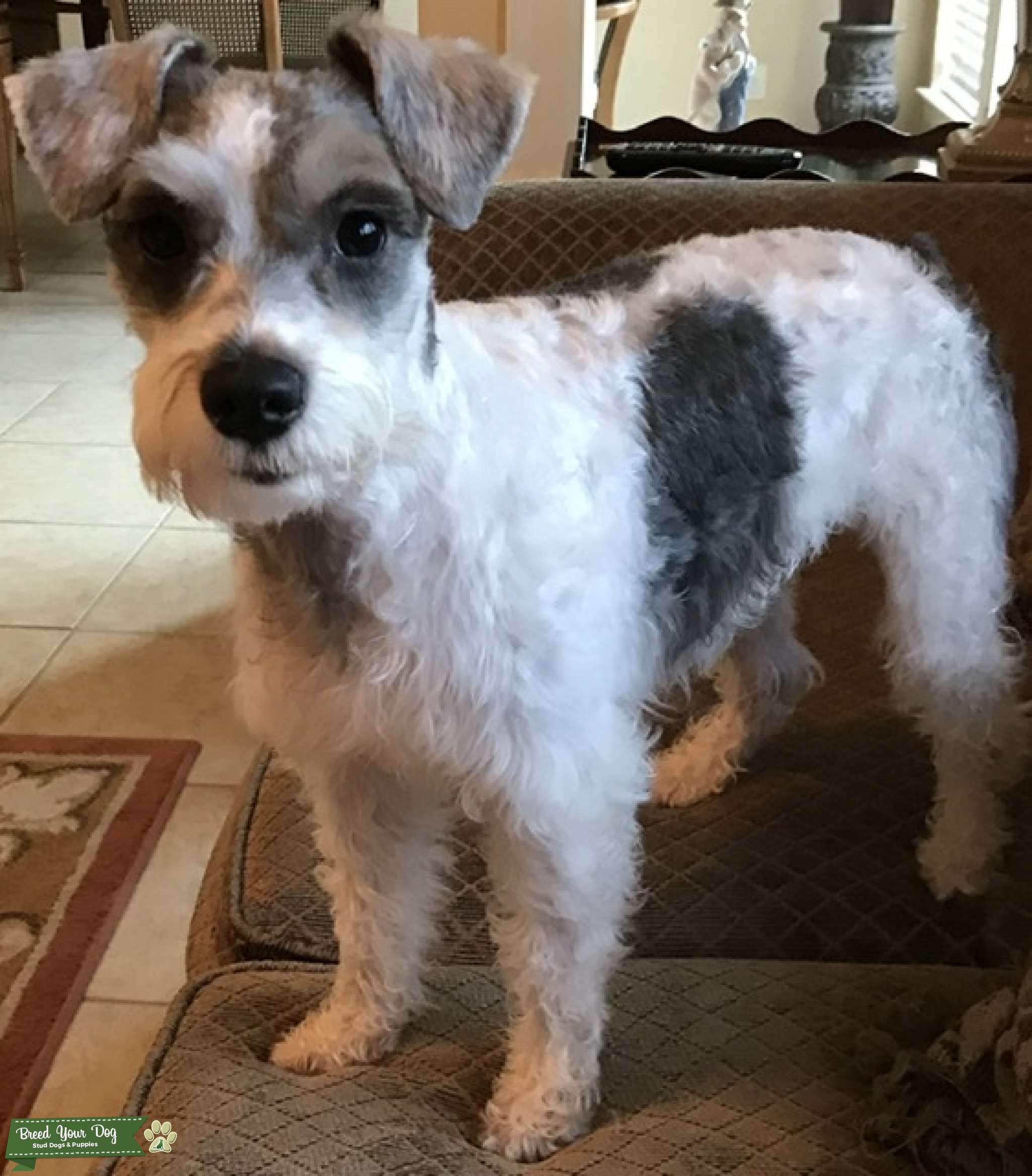 Light Colored Miniature Schnauzer Stud Dog Texas Breed Your Dog