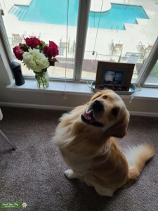 Pure Bred Golden Retrieve STUD Listing Image
