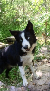 Papered Boarder Collie Listing Image