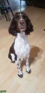 3 yr old Papered Stud Spaniel  Listing Image