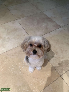 Hello from Gizmo. (626)  Listing Image