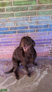 Chocolate Labrador Retriever Listing Image