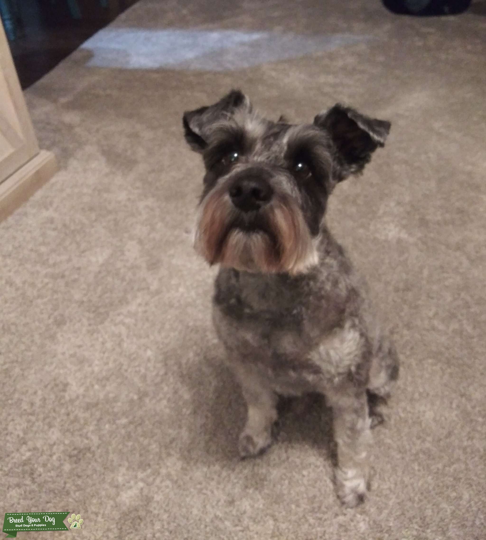 Salt & Pepper Miniature Schnauzer Stud Dog in Texas, the United