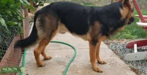 Purebred German Shepherd Stud Listing Image