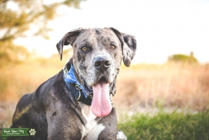 Looking for a female Great Dane to Breed with Listing Image