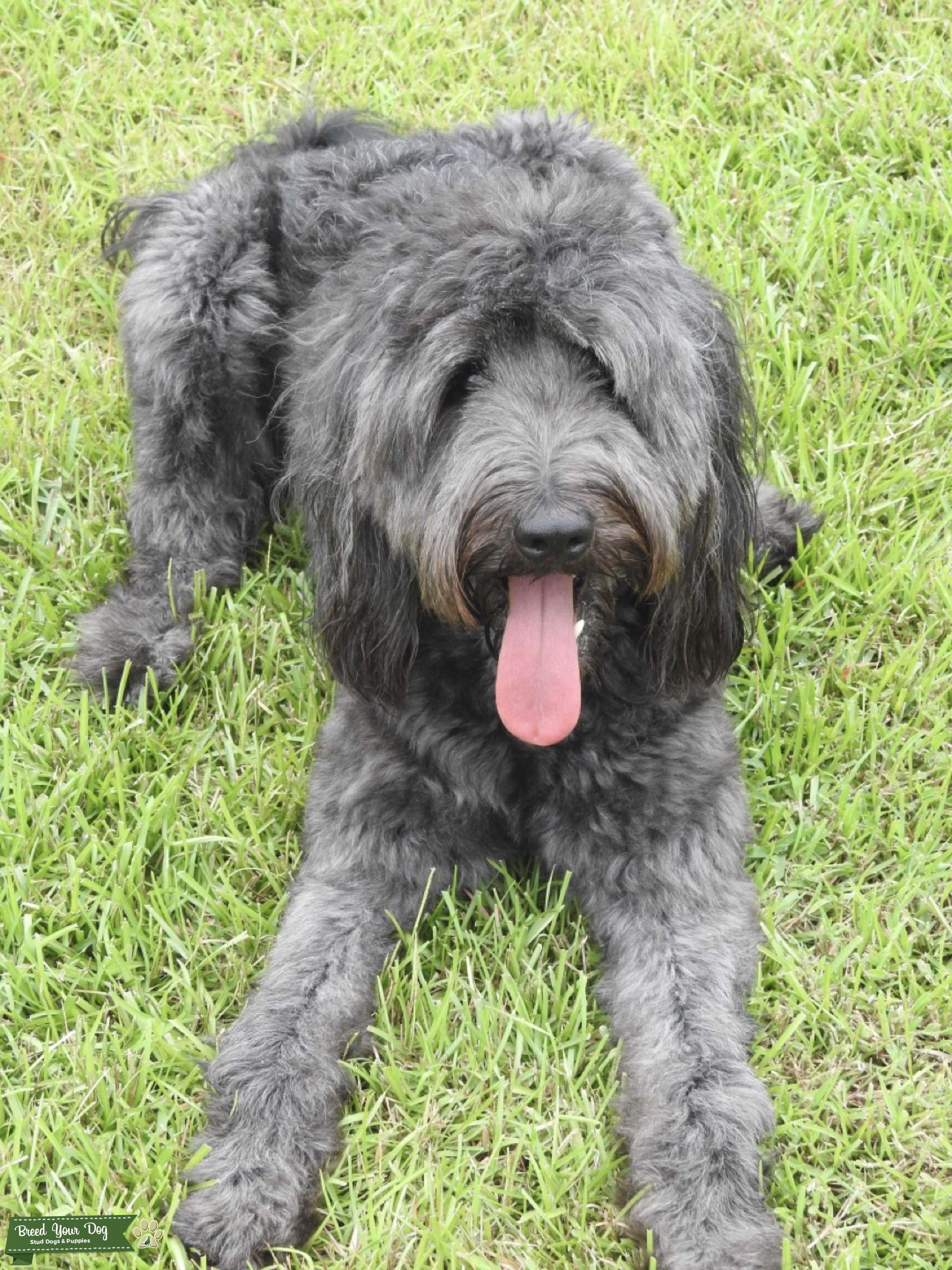 Double Doodle Stud Dog in Baltimore county , the United States