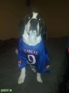 AKC Saint Bernard seeking Stud  Listing Image